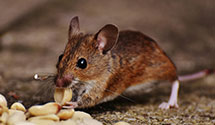 24 Hour & Emergency Exterminators in Seagers, PA